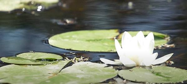 Su üzerinde açan nilüfer çiçeğinin görüntüsü Karacabey Longoz Ormanı'nın da alametifarikası olarak kabul edilebilir.