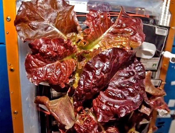 Uluslararası Uzay İstasyonu’ndaki astronotlar, Amerikalı astronot Scott Kelly’nin gözetiminde, 2015 yılında, özel olarak tasarlanmış bir odada yaklaşık bir ayda büyüyen kırmızı marul yetiştirdiler ve yetiştirdikleri bu marulu yediler.