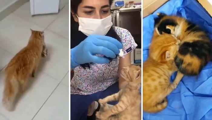 Anne Kedi, Yavrularını Doktora Götürdü