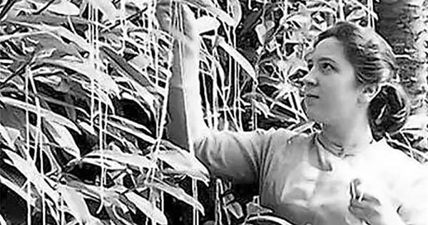 1957 yılında BBC İngiltere için yapılan haberde, İsviçre’de evlerinin bahçesindeki ağaçtan spagetti toplayan insanların haberini yapmış.