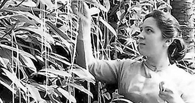 1957 yılında BBC İngiltere için yapılan haberde, İsviçre’de evlerinin bahçesindeki ağaçtan spagetti toplayan insanların haberini yapmış.