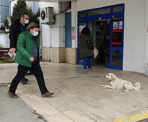 Sahibi Tedavi Gören 'Pamuk' Köpek, 14 Gün Hastane Kapısında Bekledi