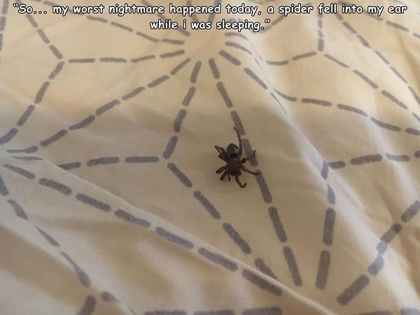 4. "Сегодня мой самый страшный ночной кошмар превратился в реальность, когда ночью мне в ухо упал живой паук".