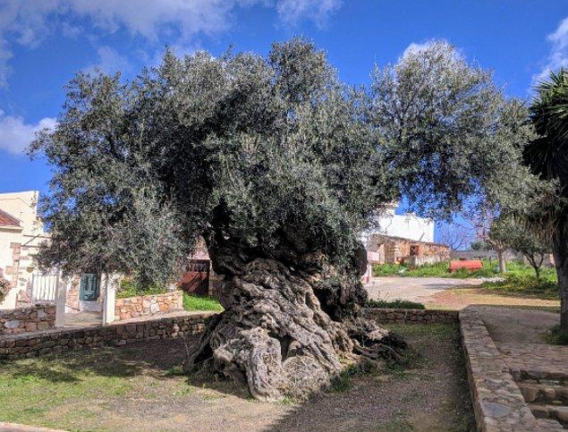 16. Dünyadaki en yaşlı zeytin ağacı Girit'te bulunmaktadır ve yaklaşık 3200 yaşındadır.