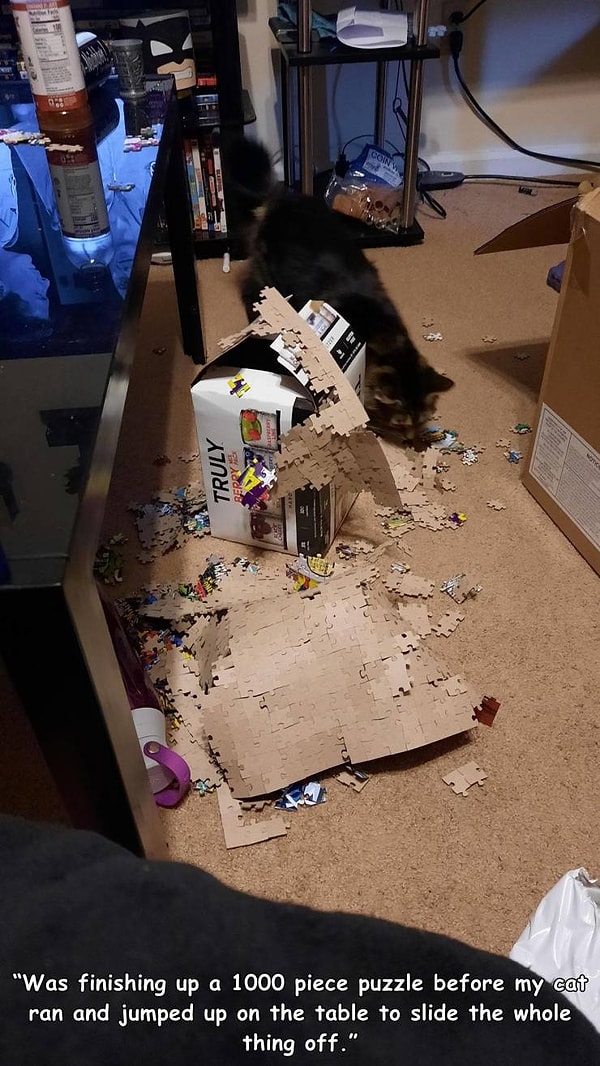 6. "Заведи кота!" - говорили они. "Он не принесет никаких хлопот!" - утверждали они.