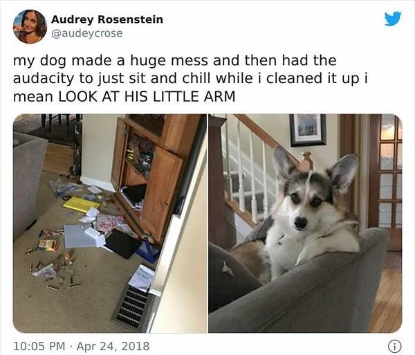 5. "Мой пес устроил дома дикий бардак, а потом с преспокойным видом отдыхал на диване и наблюдал, как я за ним убираю".