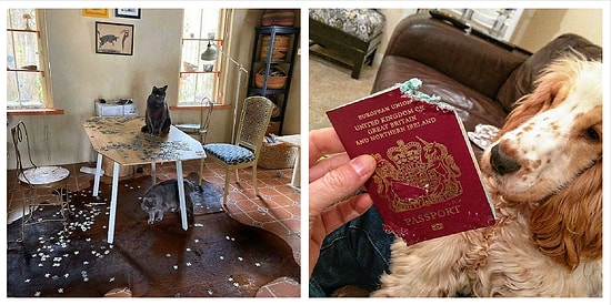 Еще 12 бессовестных домашних животных, которые ни капельки не жалеют о своих поступках (Продолжение)