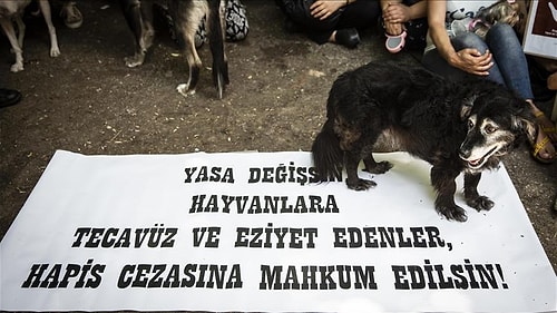 Köpeğe Cinsel Saldırıda Bulundu; 'Sarhoştum, Hatırlamıyorum' Dedi!