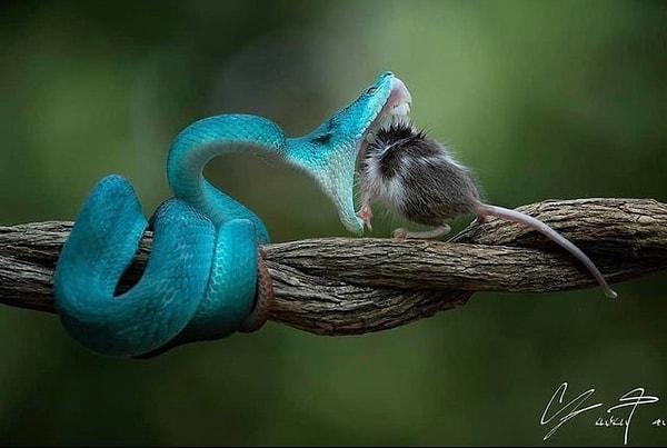 5. Tüylü dostumuzu gözünü kırpmadan avlayan bir yılan: