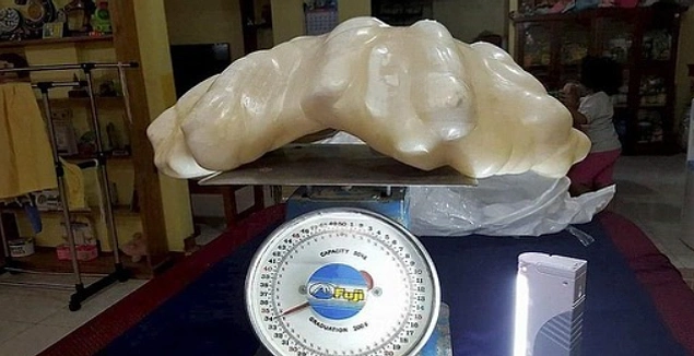 Bu 34 kilogramlık "Puerto Princesa'nın İncisi" dünyanın keşfedilmiş en büyük incisidir.