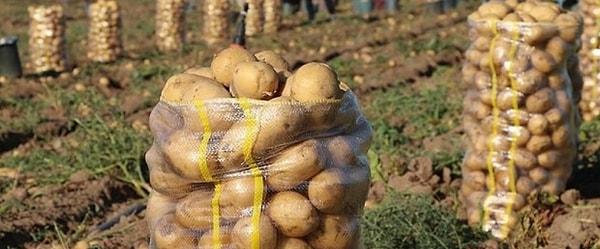Depolardaki patatesin yüzde 20-30'u yenecek durumda.