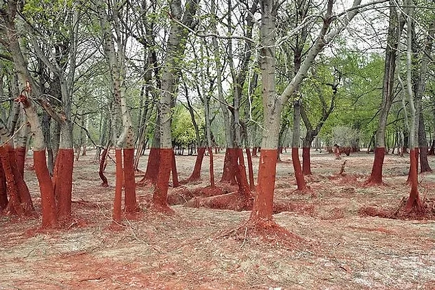 Batı Macaristan'da zehirli atık dökülmesinin ardından ağaçlar