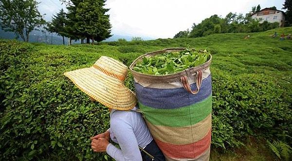 "Çay ihracatında 39. sırada"