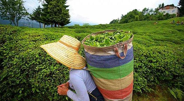 "Çay ihracatında 39. sırada"