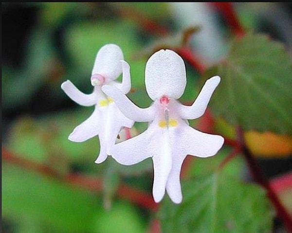 16. Dans eden kızlar, Latince adıyla ‘Impatiens Bequaertii’, doğada aynen bu şekilde yetişen bir çiçek.