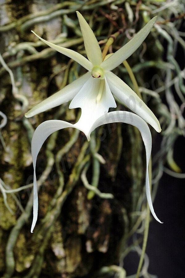 19. Yapraklarının şekli nedeniyle hayalet orkide olarak adlandırılan bu çiçek Küba, Florida ve Bahamalar bölgelerinde bulunur. Hayalet orkide bitkisi nadirdir çünkü çoğaltmak neredeyse imkansızdır.