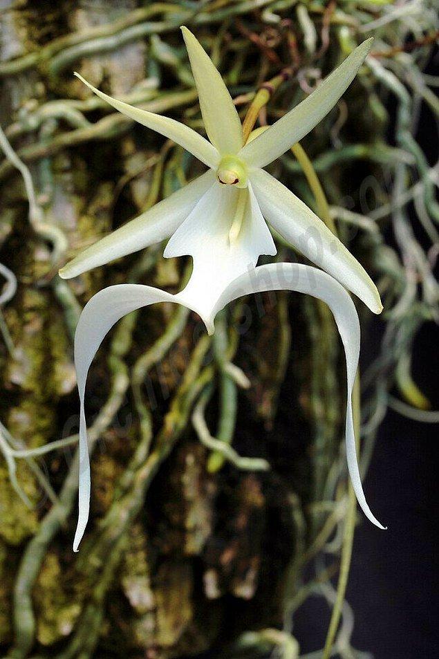 19. Yapraklarının şekli nedeniyle hayalet orkide olarak adlandırılan bu çiçek Küba, Florida ve Bahamalar bölgelerinde bulunur. Hayalet orkide bitkisi nadirdir çünkü çoğaltmak neredeyse imkansızdır.