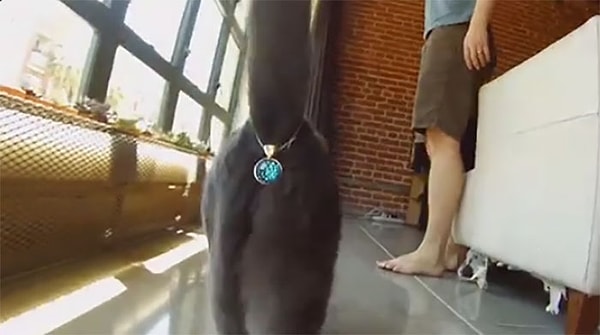 4. Twinkle Tush – украшение для кошачьих задниц