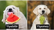 Bir Kenara Not Almalık: Köpeğinizin Yiyebileceği Veya Yiyemeyeceği 14 Meyve