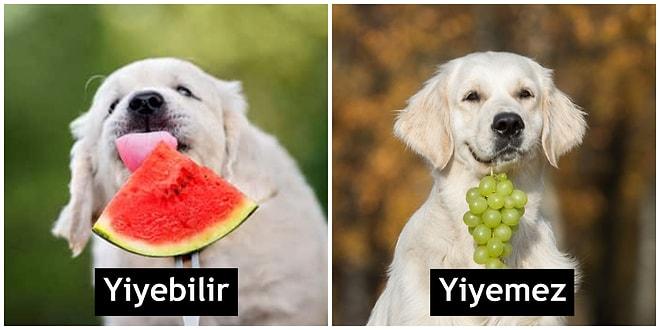 Bir Kenara Not Almalık: Köpeğinizin Yiyebileceği Veya Yiyemeyeceği 14 Meyve