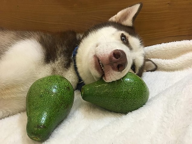 1. Avokado
