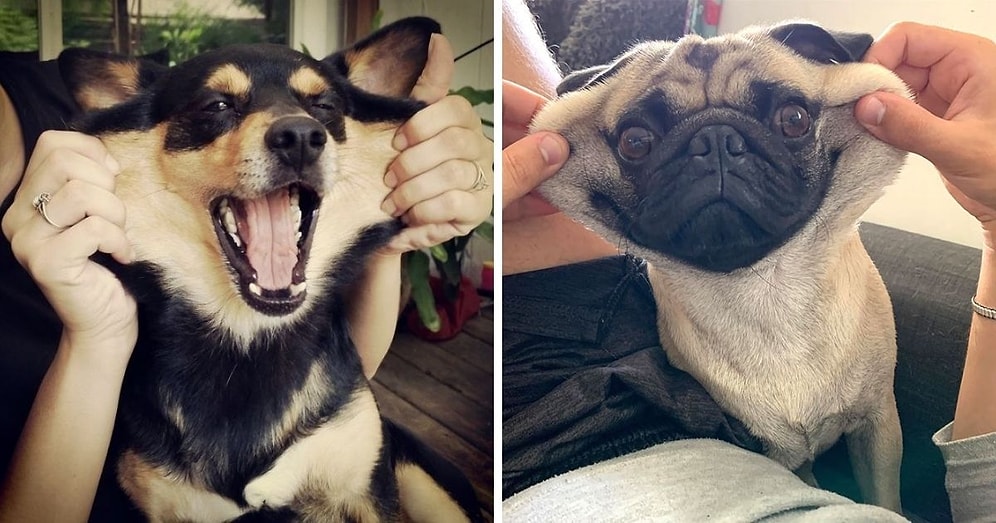 10 собачек с эластичными щечками, которые невозможно не потискать