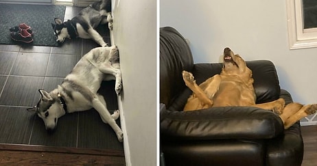 «Что не так с вашей собакой»: Люди делятся фотографиями своих «неисправных» четвероногих любимцев