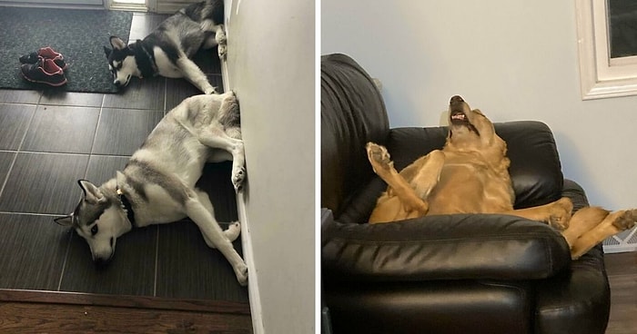 «Что не так с вашей собакой»: Люди делятся фотографиями своих «неисправных» четвероногих любимцев
