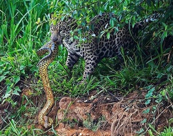 2. Küçük bir anakonda yılanı yakalayan jaguar: