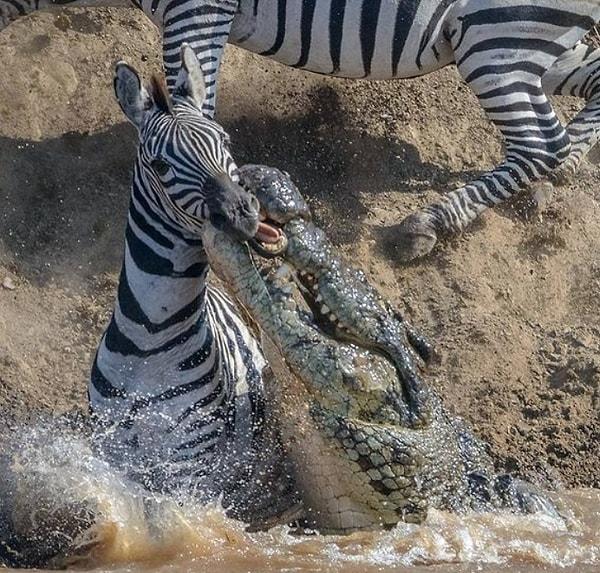 5. Zebra tüketen ürkütücü timsah: