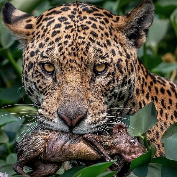 6. Karnını avladığı bir aguti ile doyurmaya çalışan jaguar: