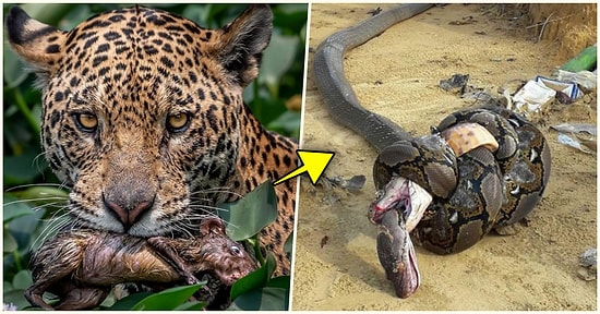 Doğanın Korkutucu Yüzünü İliklerinize Kadar Hissetmenize Sebep Olacak Birbirinden Ürkütücü 15 Yeni Fotoğraf