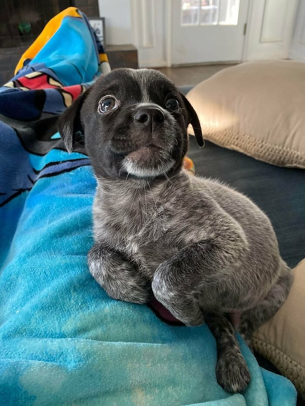 8. Похоже я приютила морского котика вместо собачки