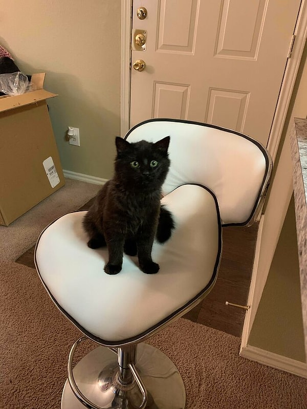 12. Мое первое домашнее животное, кроме золотой рыбки. Я спас ее из приюта для животных