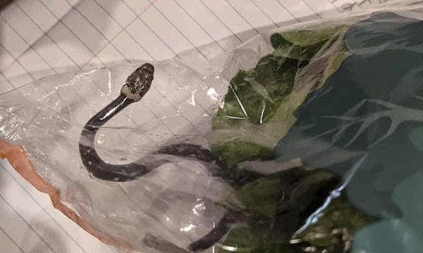 Sidneyli bir çift, süpermarketten aldıkları marulun torbasından ender bulunan zehirli bir yılanın çıkmasıyla korkuya kapıldı.