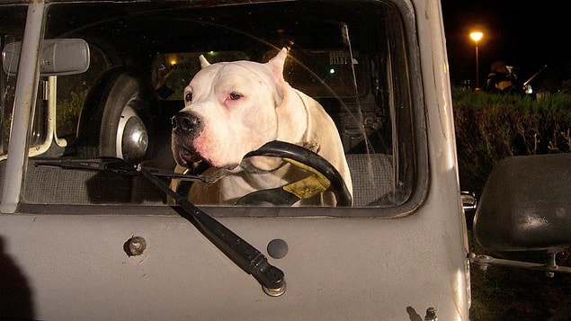17. Bombón: El Perro (2004)