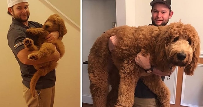 Из милых щеночков в настоящих здоровяков: 15 фотографий собак до и после того, как они выросли