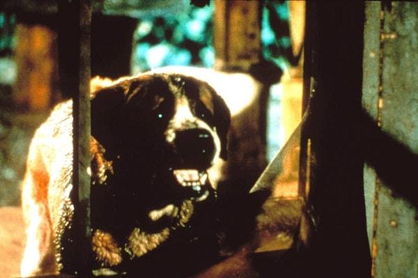 19. Cujo filmindeki korkunç köpek rolünü oynayan köpeğin cinsi Saint Bernards (oldukça arkadaş canlısı bir cins ve kuyruğunu sallayıp duruyormuş) olduğu için kuyruğunu bağlamak zorunda kalmışlar...