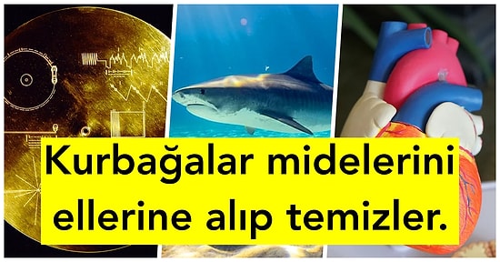 Bunları Bilmeyen Çok! Öğrendikten Sonra Aklınızdan Çıkmayacak Birbirinden İlginç 18 Bilgi