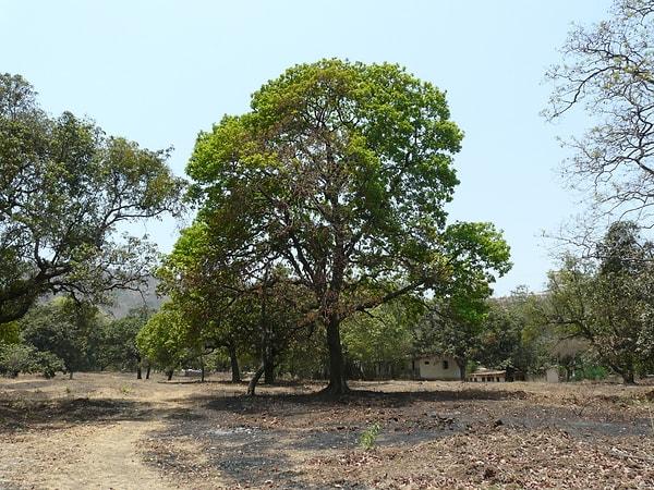 Mahua ağacı orta ve kuzey Hindistan ovalarında bulunan bir Hint tropikal ağacıdır.