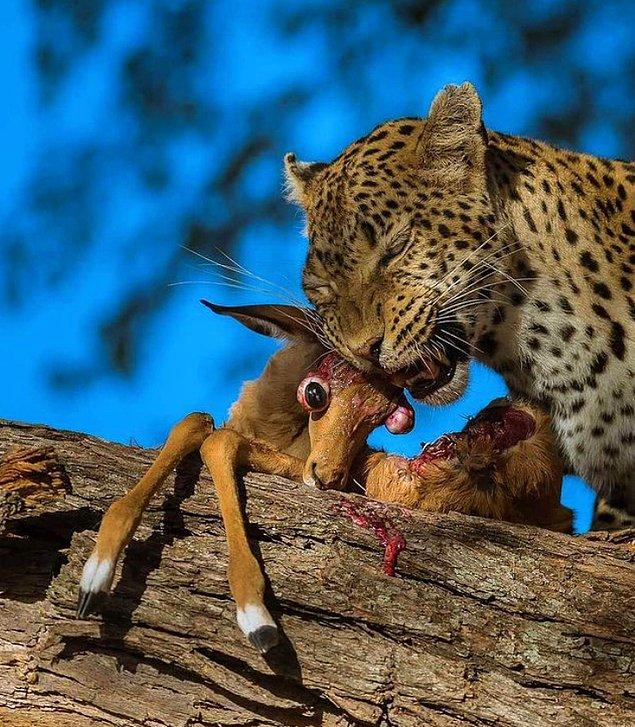 4. Henüz yeni doğmuş bir ceylanı parçalayan leopar: