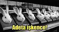 Okuyunca Kanınızın Donacağı Hayvan Deneyleri Hakkında Gerçekler!