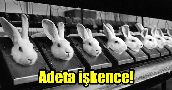 Okuyunca Kanınızın Donacağı Hayvan Deneyleri Hakkında Gerçekler!
