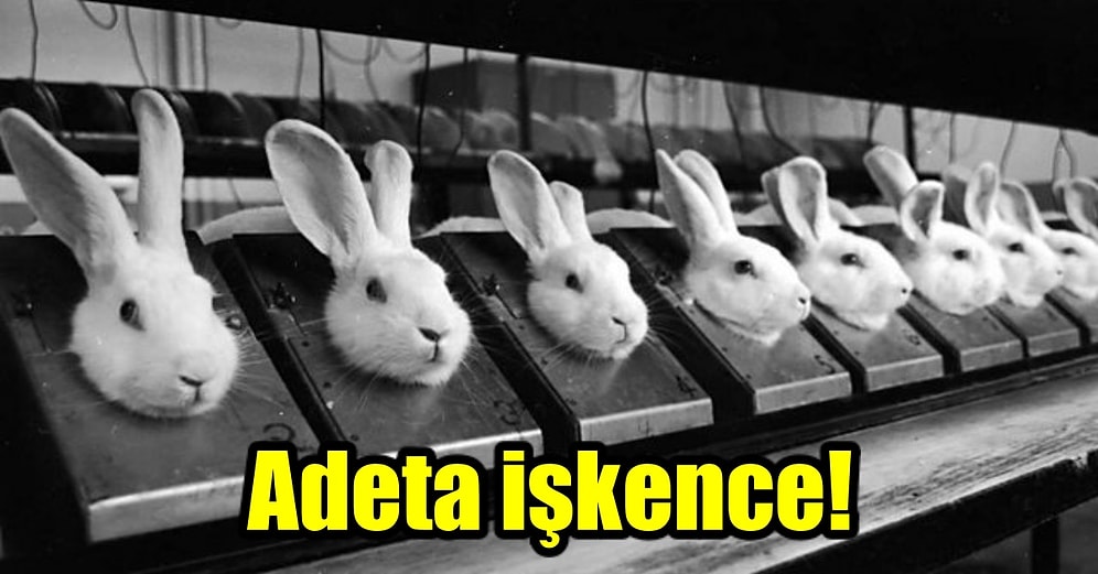 Okuyunca Kanınızın Donacağı Hayvan Deneyleri Hakkında Gerçekler!
