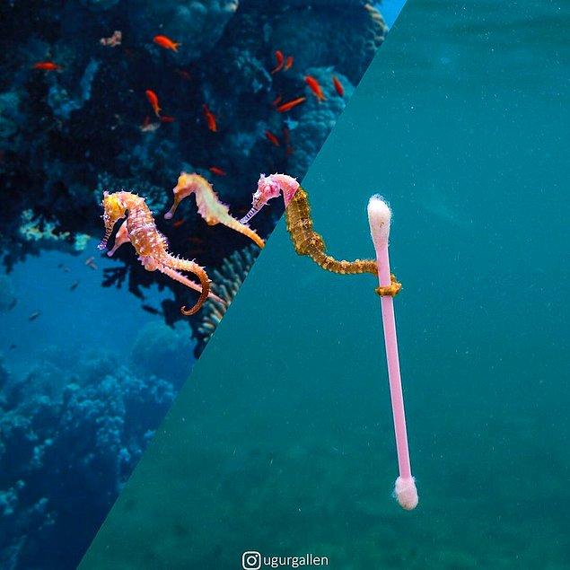 16. Endonezya, Sumbawa adası ve kirli sularda yüzen deniz canlıları