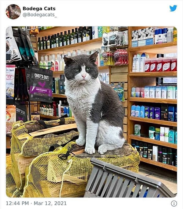 9. Не забудьте оплатить свои покупки, а то и цапнуть могу!