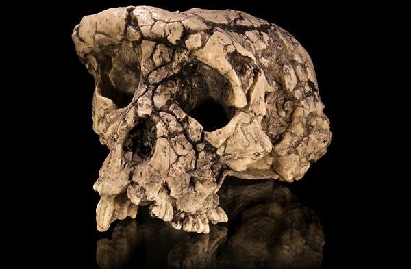13. Modern İnsan ile Neandertal Çiftleşmesinden Doğan Birinin Kafatası / İsrail