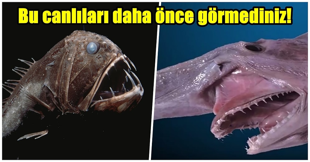 Denizin İçinden Babası Çıksa Yiyecek Olanlar Buraya! Hepsi Birbirinden İlginç 13 Deniz Canlısı