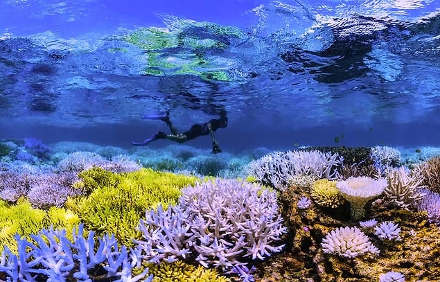 12. Chasing Coral