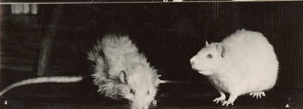 Fotoğrafın sol tarafında yer alan farenin istediği kadar yemek yemesine izin veren McCay, diğer fareye ise çok daha az yiyecek verdi.